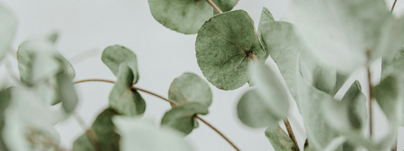 Eucalyptus kleur combineren in huis - tips & trends afbeelding