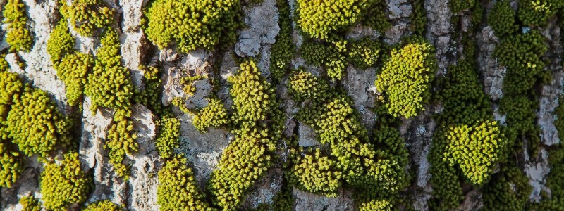 Mosgroene kleur in je interieur: Zo breng je de rust van het bos naar binnen afbeelding