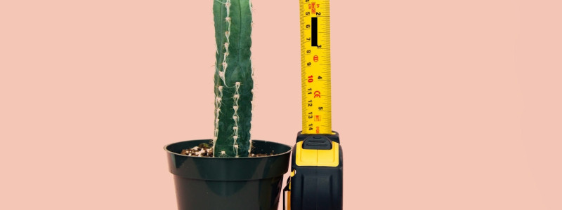 Verlengt of verlengd: wat is juist? afbeelding