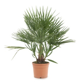 Exotische palm plant waarmee je het zomerse gevoel in huis haalt, deze palmplant overleeft goed binnen in huis.