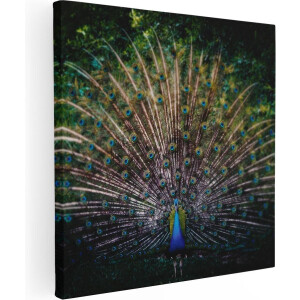 Artaza Canvas Schilderij Pauw Met Kleurrijke Veren - Kleur - 40x40 - Klein - Foto Op Canvas - Canvas Print