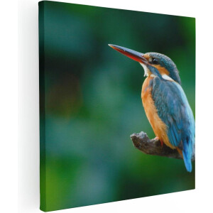Artaza Canvas Schilderij Blauw Oranje IJsvogel Op Een Tak - 70x70 - Foto Op Canvas - Canvas Print