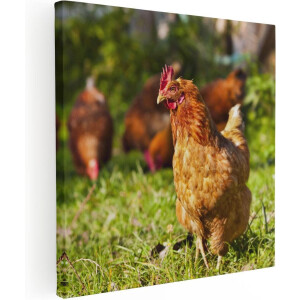 Artaza Canvas Schilderij Kippen in het Gras - 90x90 - Groot - Foto Op Canvas - Canvas Print