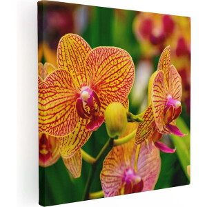 Artaza Canvas Schilderij Geel Rode Orchidee Bloemen - 60x60 - Foto Op Canvas - Canvas Print