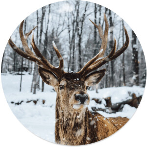 Label2X - Schilderij - Rendier Ø Aanbevolen - Multicolor - 30 X 30 Cm