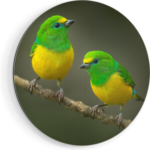 Artaza Dibond Muurcirkel Twee Groen Gele Zangvogels Op Een Tak - Ø 90 cm - Groot - Wandcirkel - Rond Schilderij - Voor Binnen en Buiten