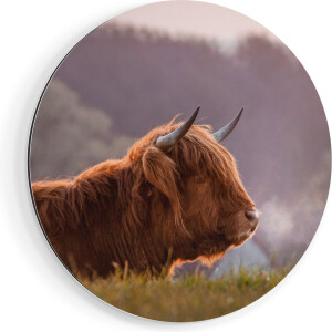 Artaza Dibond Muurcirkel Schotse Hooglander Koe Ligt In Het Gras - Ø 80 cm - Groot - Wandcirkel - Rond Schilderij - Voor Binnen en Buiten