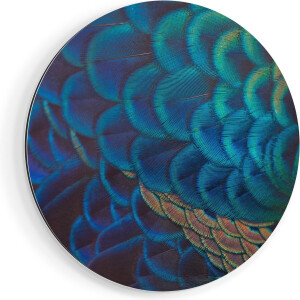 Artaza Dibond Muurcirkel Kleurrijke Pauw Veren Van Dichtbij - Ø 80 cm - Groot - Wandcirkel - Rond Schilderij - Voor Binnen en Buiten