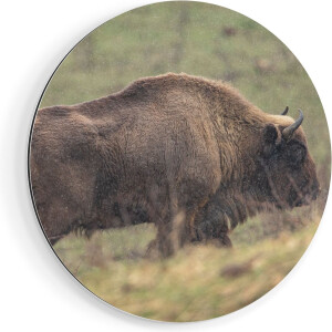 Artaza Dibond Muurcirkel Bizon in het Gras - Ø 80 cm - Groot - Wandcirkel - Rond Schilderij - Voor Binnen en Buiten