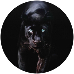 Plexiglasschilderij Zwarte Panter - Ø 70cm - Acrylglas - REINDERS