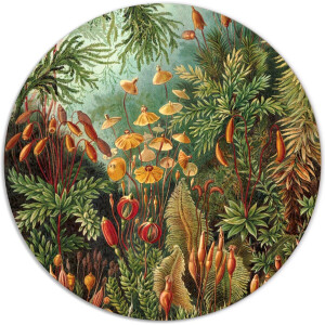 Label2X - Muurcirkel Muscinae van Ernst Haeckel - Ø 80 cm - Dibond - Multicolor - Wandcirkel - Rond Schilderij - Muurdecoratie Cirkel - Wandecoratie rond - Decoratie voor woonkamer of slaapkamer