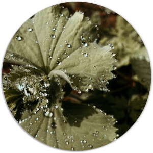 Label2X - Muurcirkel flora - Ø 12 cm - Forex - Multicolor - Wandcirkel - Rond Schilderij - Muurdecoratie Cirkel - Wandecoratie rond - Decoratie voor woonkamer of slaapkamer