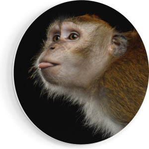 Artaza Forex Muurcirkel Apenkop Met Zijn Tong Uit - Aap - 80x80 cm - Groot - Wandcirkel - Rond Schilderij - Wanddecoratie Cirkel