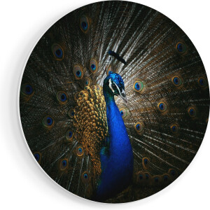 Artaza Forex Muurcirkel Blauwe Pauw Met Grote Veren - 90x90 cm - Groot - Wandcirkel - Rond Schilderij - Muurdecoratie Cirkel