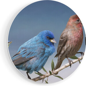 Artaza Forex Muurcirkel Kleurrijke Zangvogels Op Een Tak - Kleur - 80x80 cm - Groot - Wandcirkel - Rond Schilderij - Wanddecoratie Cirkel