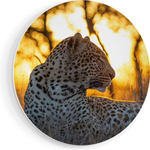 Artaza Forex Muurcirkel Luipaard Tijdens De Zonsondergang - 70x70 cm - Wandcirkel - Rond Schilderij - Wanddecoratie Cirkel - Muurdecoratie