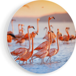 Artaza Forex Muurcirkel Kudde Flamingo's in het Water - 40x40 cm - Klein - Wandcirkel - Rond Schilderij - Wanddecoratie Cirkel