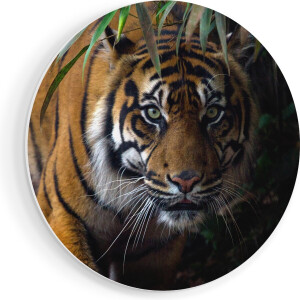 Artaza Forex Muurcirkel Tijger In De Jungle - 80x80 cm - Groot - Wandcirkel - Rond Schilderij - Wanddecoratie Cirkel