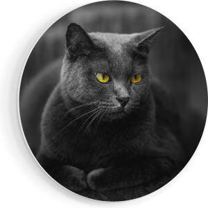 Artaza Forex Muurcirkel Zwarte Kat Met Gele Ogen - 70x70 cm - Wandcirkel - Rond Schilderij - Wanddecoratie Cirkel - Muurdecoratie