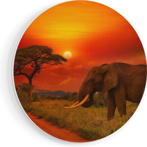 Artaza Forex Muurcirkel Olifant In Het Wild Tijdens Zonsondergang - 40x40 cm - Klein - Wandcirkel - Rond Schilderij - Wanddecoratie Cirkel