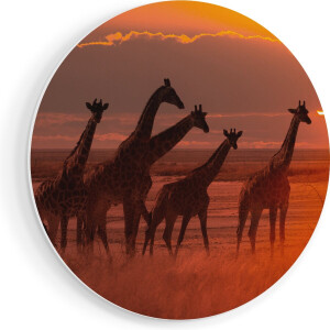 Artaza Forex Muurcirkel Giraffe Kudde Bij Zonsondergang - 70x70 cm - Wandcirkel - Rond Schilderij - Wanddecoratie Cirkel - Muurdecoratie
