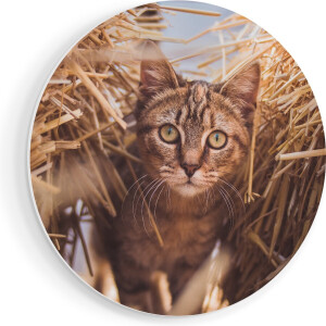 Artaza Forex Muurcirkel Kat Tussen De Stro Balen - 50x50 cm - Klein - Wandcirkel - Rond Schilderij - Muurdecoratie Cirkel