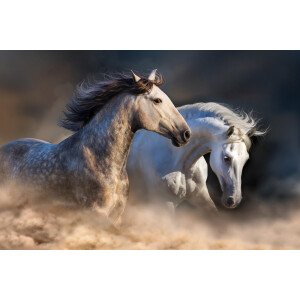 Kristal Helder Galerie kwaliteit Plexiglas 5mm.- Blind Aluminium Ophang-frame- Fotokunst- luxe wanddecoratie- Akoestisch en UV Werend- inclusief verzending