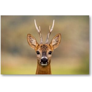 Hert Portret - 90x60 Canvas Liggend - Dieren