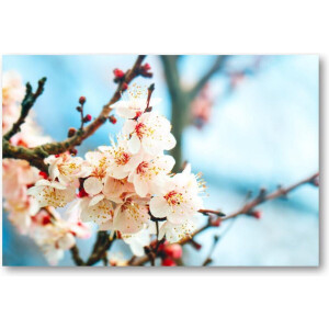 Abrikozenboom met prachtig gekleurde bloemen - 90x60 Canvas Liggend - Natuur - Bloemen