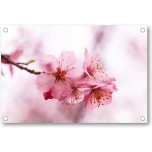 Roze Bloesem - Tuinposter 90x60 - Wanddecoratie - Minimalist - Natuur - Bloemen