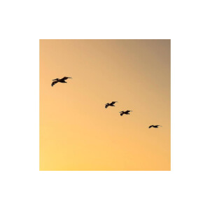 Goossens Schilderij Fly Bird, 74 x 74 cm