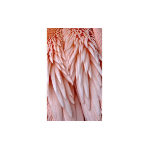 Goossens Schilderij Pink Feather, 70 x 118 cm