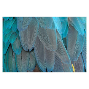 Goossens Schilderij Blue Feathers, 148 x 98 cm