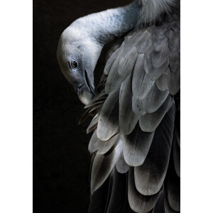 Kristal Helder Galerie kwaliteit Plexiglas 5mm.- Blind Aluminium Ophang-frame- Fotokunst 'Bird Collection l'- luxe wanddecoratie- Akoestisch en UV Werend- inclusief verzending