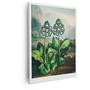 Artaza Canvas Schilderij Botanische Illustratie van twee Bloeiende Primula Auricula Planten in een Berglandschap - 40x50 cm - Wanddecoratie Woonkamer - Schilderijen - Muurdecoratie
