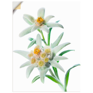 Artland Artprint Edelweiss als poster, muursticker in verschillende maten