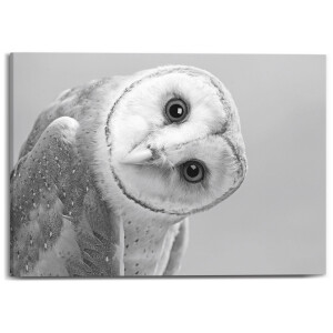 Canvas Cute Barn Owl | Orangewallz