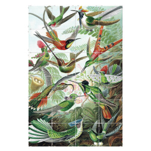 Fototegels Bird Collection kunststof | Orangewallz