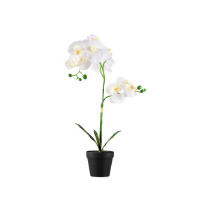 LIVARNO home Kunstplant (Orchidee)