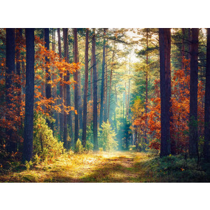 Papermoon Fotobehang Autumn forest SUN Rays