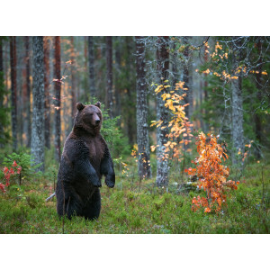 Papermoon Fotobehang Brown Bear in Autumn forest