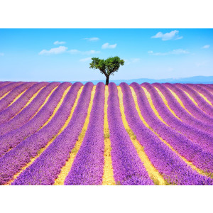 Papermoon Fotobehang Lavender in Provence