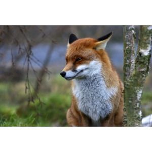 Papermoon Fotobehang Red Fox
