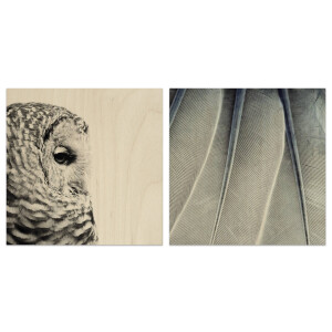 Set van 2 houtprints Owl en Fine Feathers | Orangewallz