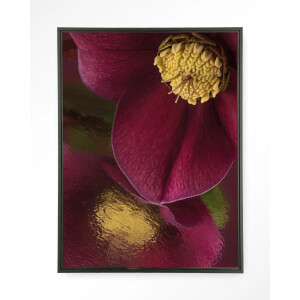 Urban Cotton Wandkleed 'Weerspiegeling Van Een Kerstroos' 80 x 110cm in Floating Frame - black