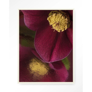 Urban Cotton Wandkleed 'Weerspiegeling Van Een Kerstroos' 80 x 110cm in Floating Frame - off white