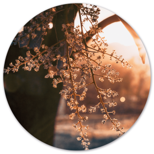 Wanddecoratie cirkel Woods | Label2X