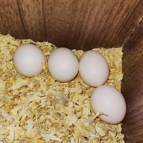 Koop verschillende soorten papegaaieneieren, zoals ara&#039;s, grijze roodstaarten, kaketoes en ara&#039;s. afbeelding